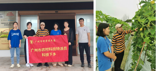 我所科技特派員團隊赴白雲區開展瓜類蔬菜技術服務